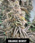 Orange Burst strain by In House Genetics