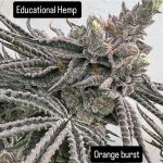 Orange Burst strain by In House Genetics
