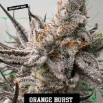 Orange Burst strain by In House Genetics