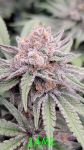 Jamz strain by In House Genetics