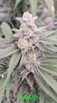 Jamz strain by In House Genetics