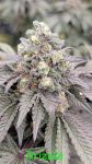 Drizzle strain by In House Genetics