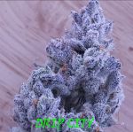 Drip City strain by In House Genetics