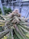 Cherry Cola RF3 Auto strain by Fast Buds