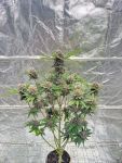 Cherry Cola RF3 Auto strain by Fast Buds