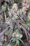 Cajun Moon BX strain by Lovin In Her Eyes