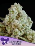 Privileged Baddie Feminised strain by Anesia Seeds