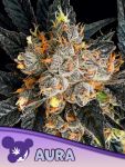 Aura Feminised strain by Anesia Seeds