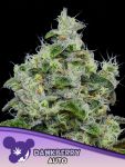 Dankberry Auto Feminised strain by Anesia Seeds