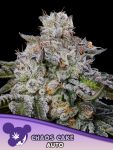 Chaos Cake Auto Feminised Seeds