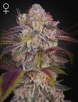 Gran Jefa Feminised strain by Greenhouse Seed Co.