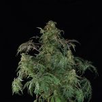 Freaky Fast F1 BX Regular strain by Doctor's Choice