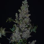 Crazy Bastard Fast Regular strain by Doctor's Choice