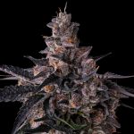 Lemon Cherry Pavé Feminised strain by Compound Genetics
