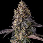 Khumamotoz Feminised strain by Compound Genetics