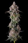 90 Proof Feminised strain by Compound Genetics