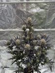 Guava RF3 Auto by Fast Buds