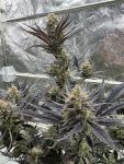 Guava RF3 Auto by Fast Buds