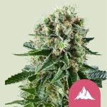 Critical Kush Feminisiert Samen