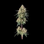 Lemdawg strain by Happy Valley Genetics