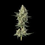 Downtown Haze strain by Happy Valley Genetics