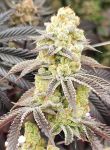 Aurelium strain by In House Genetics