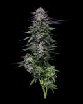 Candy Hustle strain from Humboldt Seed Co.