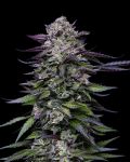 Candy Hustle strain from Humboldt Seed Co.