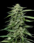 Blueberry Honey strain from Humboldt Seed Co.