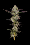 Puff Pastry strain from Humboldt Seed Co.