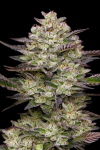 Puff Pastry strain from Humboldt Seed Co.