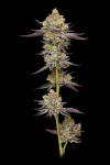 Hyper Za strain from Humboldt Seed Co.