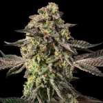Sugar Rock strain by Silent Seeds x Cookies