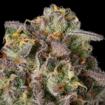 Sugar Rock strain by Silent Seeds x Cookies