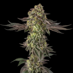 Sugar Rock strain by Silent Seeds x Cookies