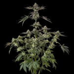Sugar Rock strain by Silent Seeds x Cookies