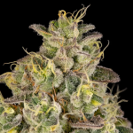 Peach Cake strain from Silent Seeds x Cookies