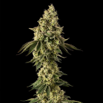 Peach Cake strain from Silent Seeds x Cookies
