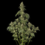 Peach Cake strain from Silent Seeds x Cookies