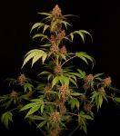 Banana Purple Auto strain by Paradise Seeds