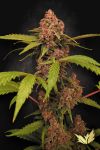 Banana Purple Auto strain by Paradise Seeds