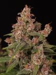 Banana Purple Auto strain by Paradise Seeds