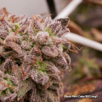 Slush Mint Cake BX1 strain by Dutch Passion