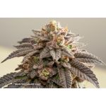 Slush Mint Cake BX1 strain by Dutch Passion
