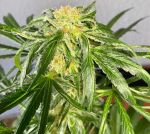 Jack Herer FAST Feminisiert Saatgut - BULK x 100