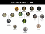 Zodaza strain by Umami Seed Co.