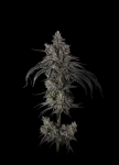 Zoda BX1 strain by Umami Seed Co.