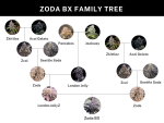 Zoda BX1 strain by Umami Seed Co.