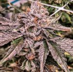 Zeltzer strain by Umami Seed Co.