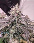 Zeltzer strain by Umami Seed Co.